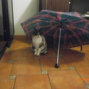 Cambia il tuo avatar